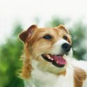 Tumbling Jack Russell Wins Hearts at Dog Show